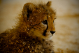 Thumbnail _mg_7752.jpg 