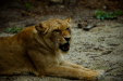 Thumbnail _mg_7826.jpg 