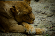 Thumbnail _mg_7833.jpg 