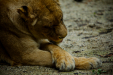 Thumbnail _mg_7836.jpg 