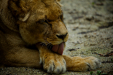 Thumbnail _mg_7842.jpg 