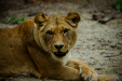 Thumbnail _mg_7844.jpg 
