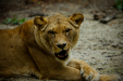 Thumbnail _mg_7845.jpg 
