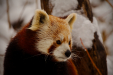 Thumbnail _mg_4092.jpg 