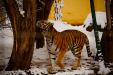 Thumbnail _mg_4137.jpg 
