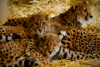 Thumbnail _mg_4189.jpg 