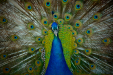 Thumbnail _mg_5655.jpg 