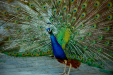Thumbnail _mg_5660.jpg 