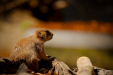 Thumbnail _mg_5795.jpg 