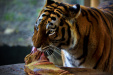 Thumbnail _mg_8576.jpg 