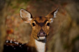 Thumbnail _mg_8657.jpg 