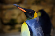 Thumbnail _mg_8746.jpg 