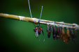 Thumbnail _mg_0517.jpg 