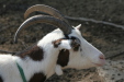 Thumbnail img_6466.jpg 