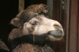 Thumbnail img_6483.jpg 