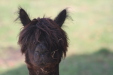 Thumbnail img_6485.jpg 