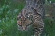 Thumbnail img_6501.jpg 