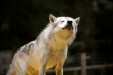 Thumbnail _mg_6547.jpg 