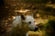 Thumbnail _mg_6571.jpg 