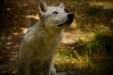 Thumbnail _mg_6575.jpg 