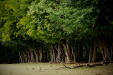 Thumbnail _mg_6656.jpg 