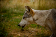 Thumbnail _mg_6694.jpg 