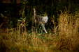 Thumbnail _mg_6732.jpg 