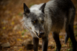Thumbnail _mg_6945.jpg 